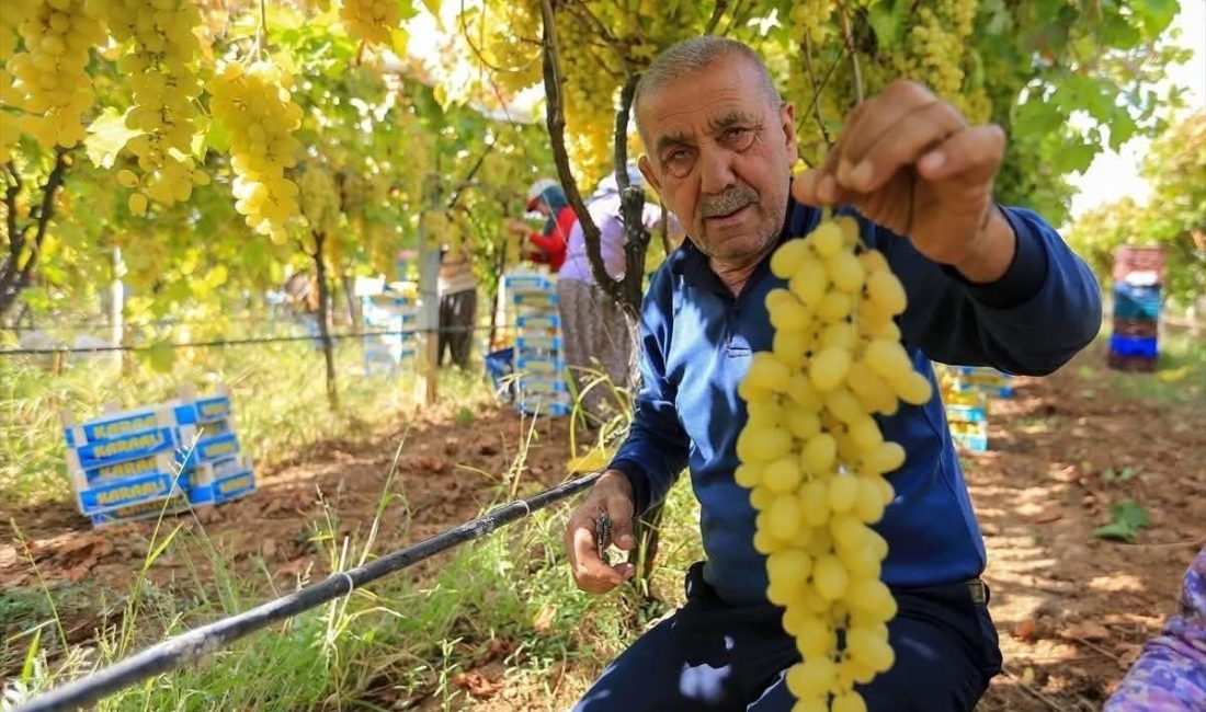 Manisa’nın Sarıgöl ilçesinde yaş üzüm fiyatlarındaki düşüş üreticiyi zor durumda