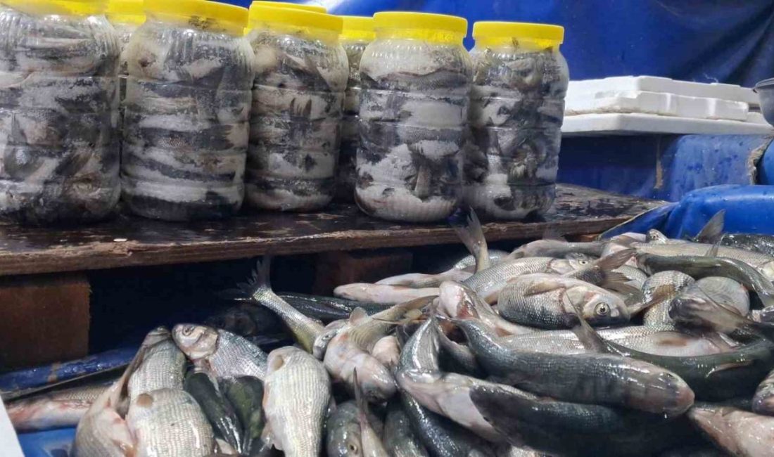 Dünyada yalnızca Van Gölü’nde yaşayan ve üreme döneminde suyun tersine