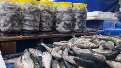 Dünyada yalnızca Van Gölü’nde yaşayan ve üreme döneminde suyun tersine