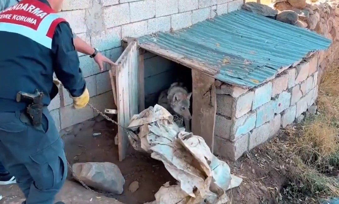 Van’da kurdu zincirle bağlayan şahsa 81 bin 355 TL para cezası Van’ın Muradiye ilçesinde tasma taktığı kurdu zincirle evin önüne bağlayan