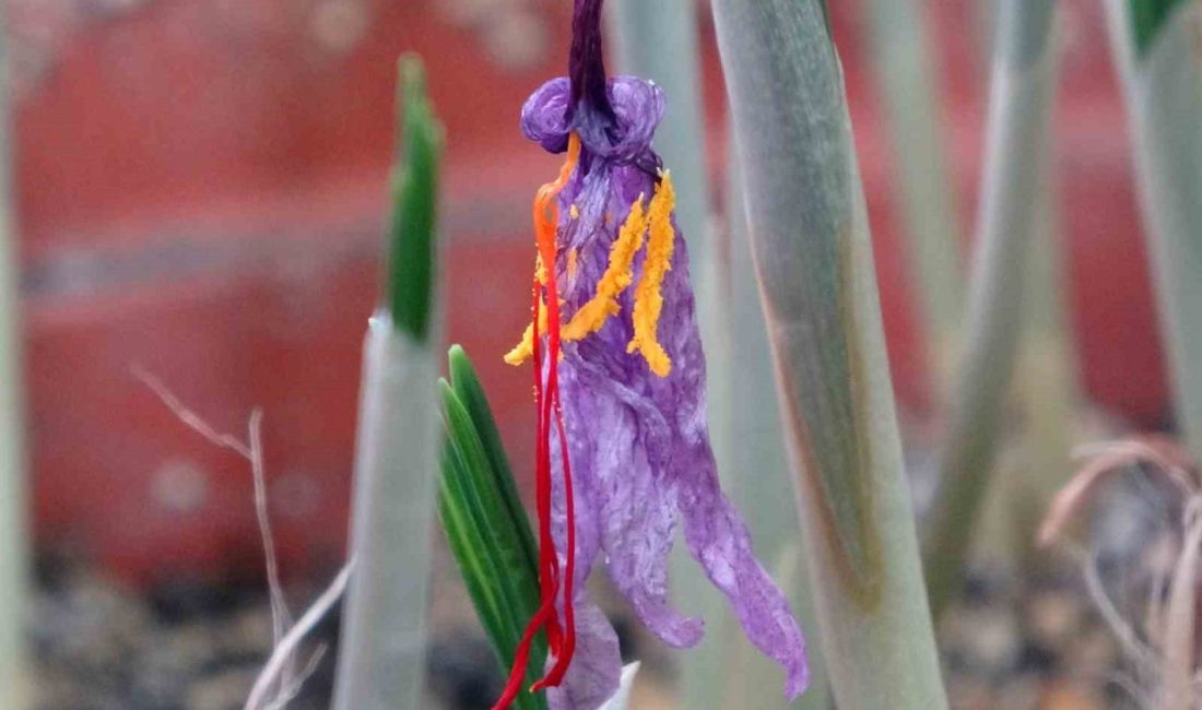 Van Yüzüncü Yıl Üniversitesi (YYÜ) bünyesindeki VANF Herbaryumu, safran (Crocus