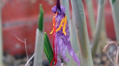 Van Yüzüncü Yıl Üniversitesi (YYÜ) bünyesindeki VANF Herbaryumu, safran (Crocus