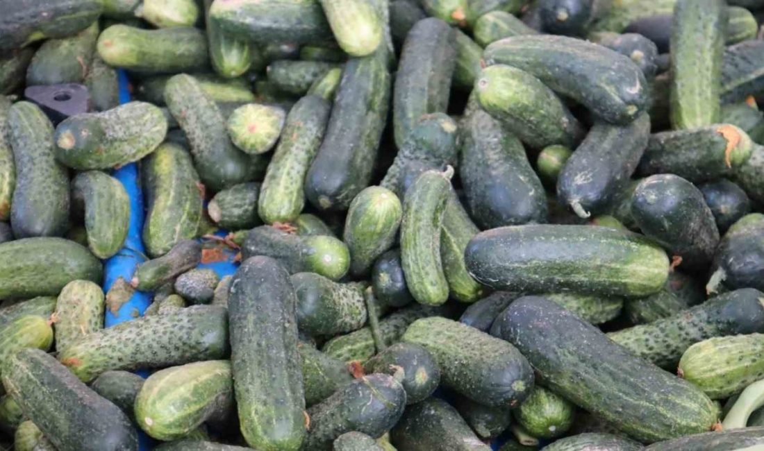 Hava sıcaklıklarının düşmesiyle beraber mutfaklarda kış hazırlıkları başlarken, vatandaşlar kış