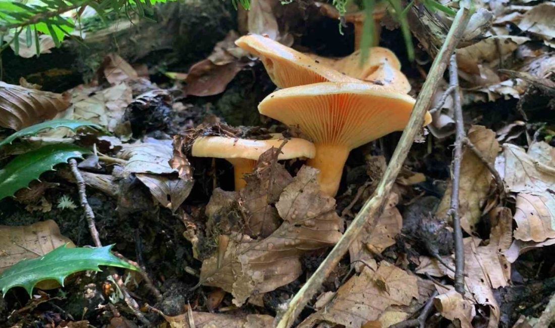 DÜZCE(İHA) – Tüm yurtta olduğu gibi ormanlarla kaplı Düzce’de de