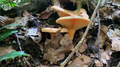 DÜZCE(İHA) – Tüm yurtta olduğu gibi ormanlarla kaplı Düzce’de de