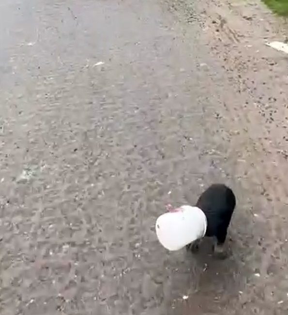 Yalova’da kamyon sürücüsü kafası plastik kaba sıkışan yavru köpeği kurtardı Yalova’nın Çiftlikköy ilçesinde kafası plastik yoğurt kabına sıkışan yavru köpeğin