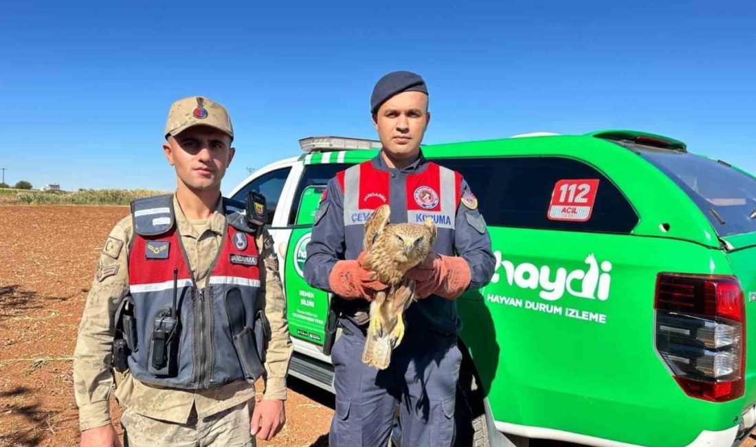 Kilis’in Elbeyli ilçesi Sağlıcak köyü yol kenarında, jandarma ekipleri tarafından