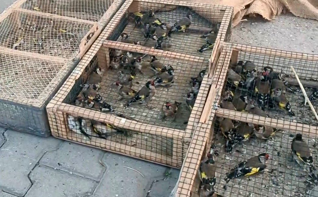 Kahramanmaraş’ta polis ekipleri tarafından durdurulan bir araçta 80 saka kuşu,