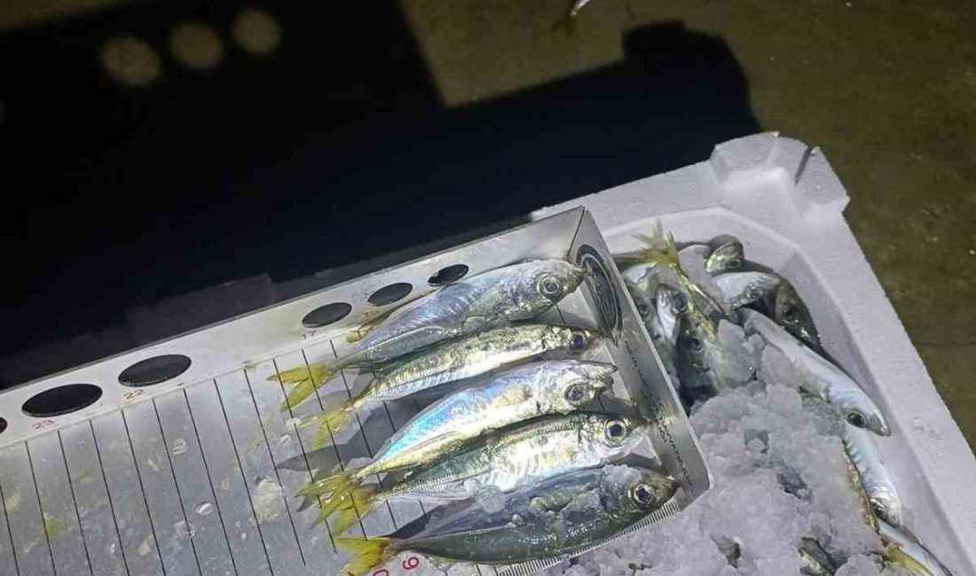 DÜZCE (İHA) – Düzce’nin Akçakoca ilçesinde İlçe Tarım ve Orman