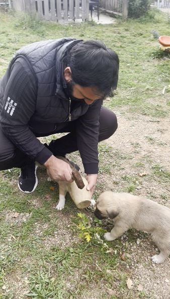Artvin’de bir restoran çalışanlarının sahiplendiği yavru köpek, oyun oynarken kafasını
