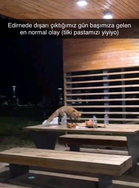 Yavru tilki doğum günü pastasına kondu Doğum günü partisine yavru tilki sürprizi yaşandı. Edirne’de Millet Bahçesi’nde