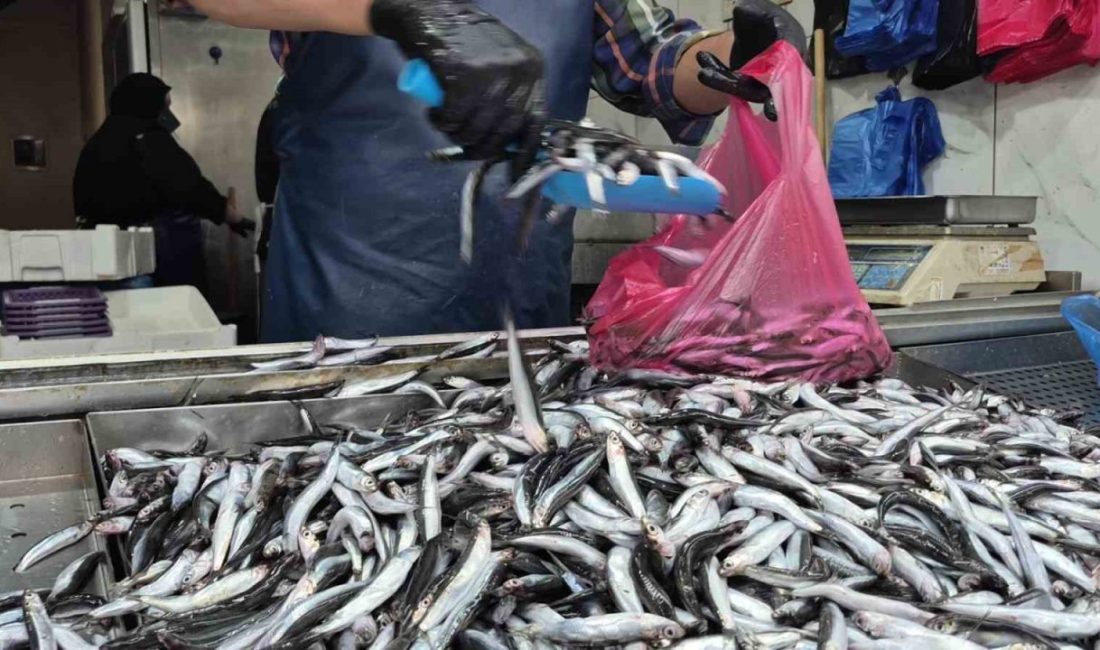 Yaz mevsiminde yaşanan aşırı sıcaklar nedeniyle deniz suyunun ısınması palamut