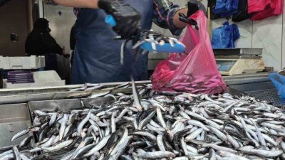 Yaz mevsiminde yaşanan aşırı sıcaklar nedeniyle deniz suyunun ısınması palamut