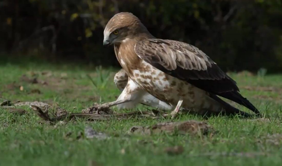 Bursa’da, yılanı pençeleriyle yakalayan kartalın gövde gösterisi objektiflere böyle yansıdı.