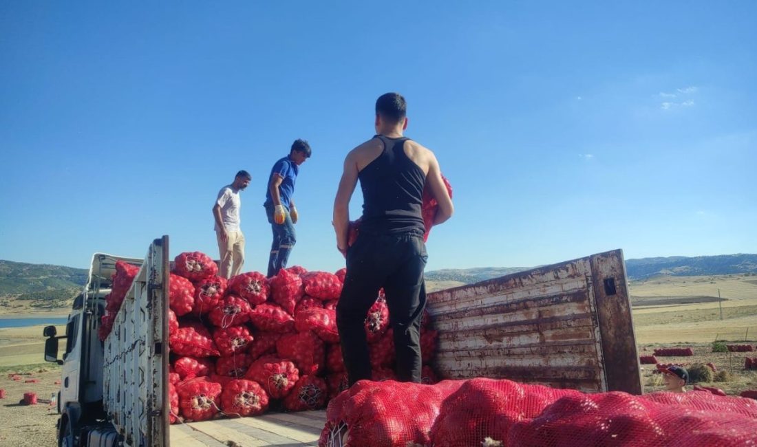 Yozgat’ın Çekerek ilçesinde mor ve sarı soğan hasadı yapan üreticiler
