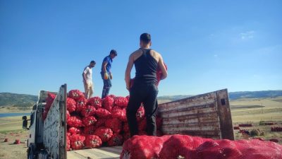 Yozgat’ın Çekerek ilçesinde mor ve sarı soğan hasadı yapan üreticiler