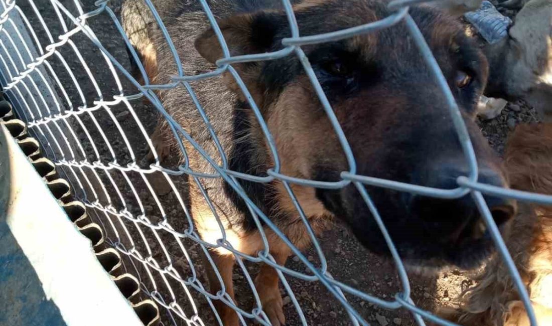 Yozgat’ın Yerköy ilçesinde köpeğe şiddet uygulayan şahıs gözaltına alındı. Edinilen