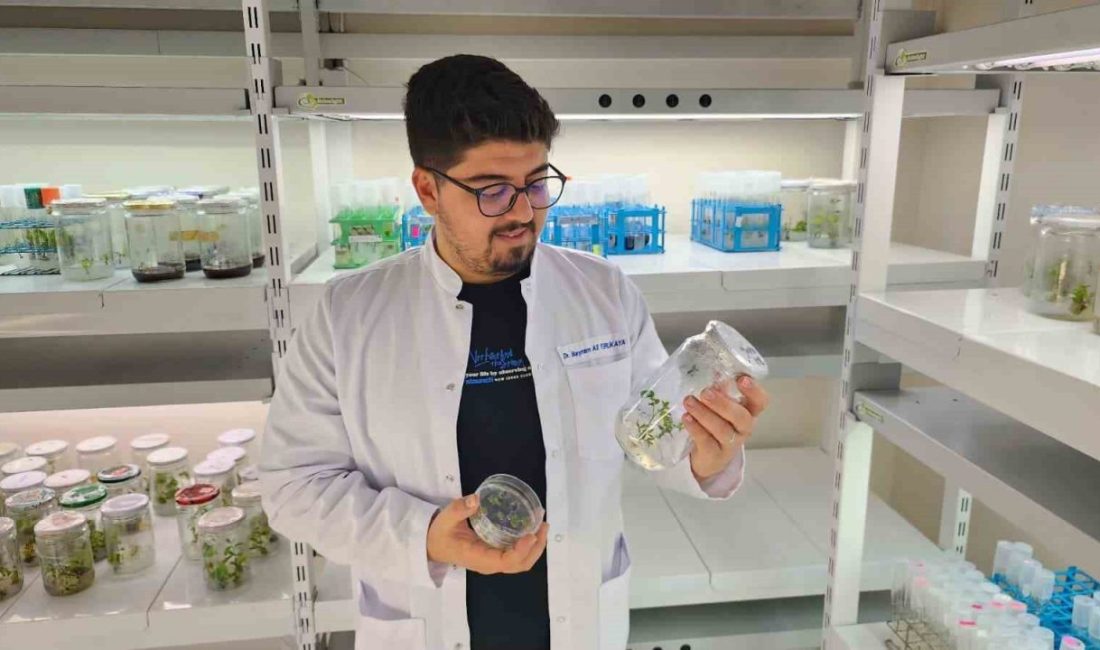 Ondokuz Mayıs Üniversitesi (OMÜ) Ziraat Fakültesi Tarımsal Biyoteknoloji Bölümünden Arş.