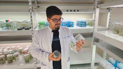 Ondokuz Mayıs Üniversitesi (OMÜ) Ziraat Fakültesi Tarımsal Biyoteknoloji Bölümünden Arş.