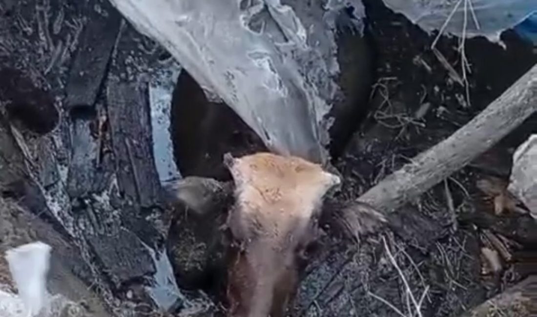 Hakkari’nin Yüksekova ilçesinde bataklığa saplanan ineği itfaiye ekipleri kurtardı. İlçeye