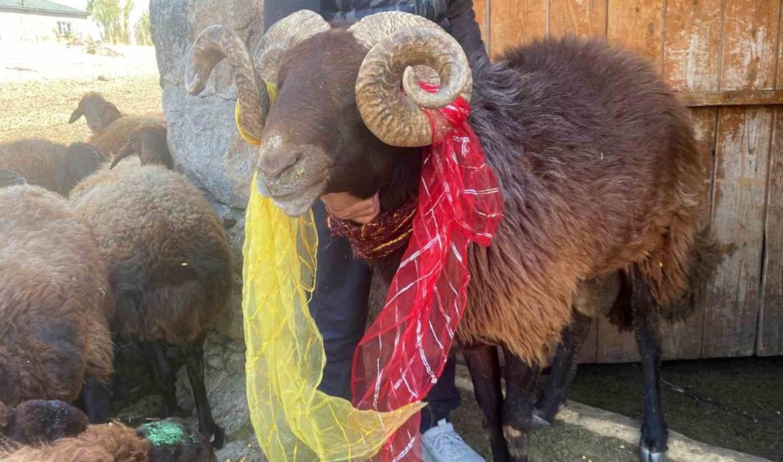 Yüzyıllık “koç katımı” geleneği Ağrı’da yaşatılıyor Ağrı’nın Patnos ilçesinde yüzyıllardır süregelen koç katımı geleneği, renkli koçlarla
