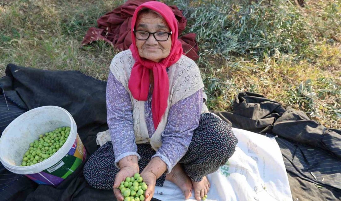 Zeytin hasadına asırlık ağaçlardan başlandı Adana’nın Kozan ilçesinde zeytin hasadı asırlık ağaçlardan ürünlerin toplanmasıyla başladı.