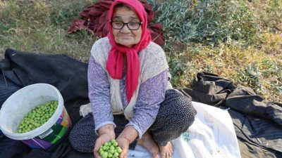 Adana’nın Kozan ilçesinde zeytin hasadı asırlık ağaçlardan ürünlerin toplanmasıyla başladı.