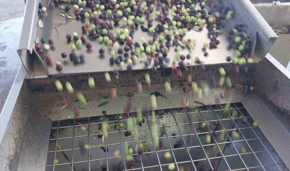 Türkiye’de zeytinyağının yüzde 20’sini karşılayan Mersin’in Mut ilçesinde üreticilerin hasadıyla