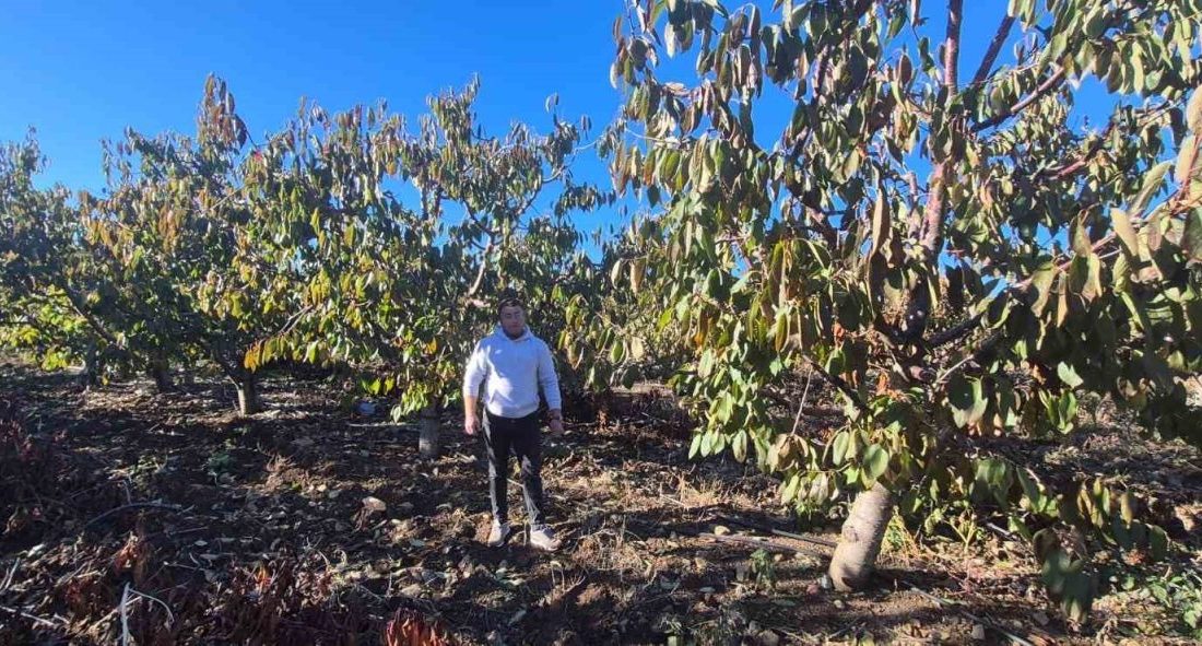 Kiraz üretimi ile ünlü Mihalıççık’taki çiftçi Sadettin Kızılkaya, zirai dondan