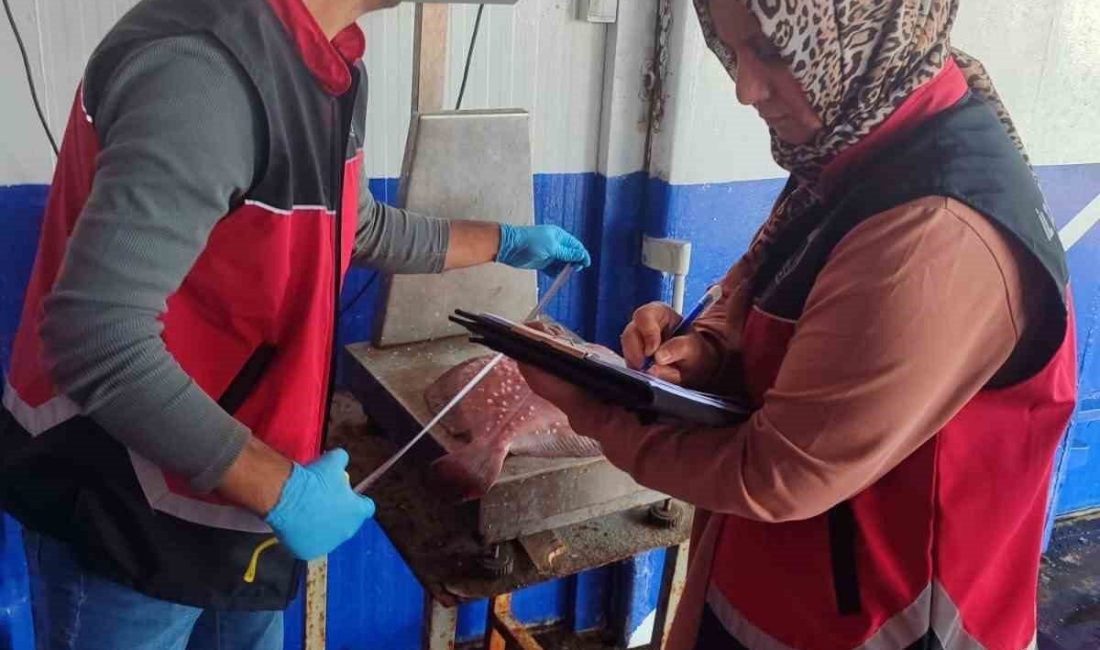 Zonguldak’ta su ürünleri denetimleri sürüyor Zonguldak İl Tarım ve Orman Müdürlüğü ekiplerince, su ürünlerinin korunması